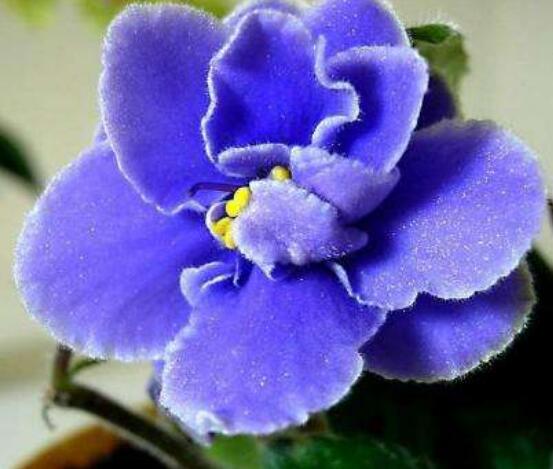 紫罗兰花语，代表着纯洁的爱、永恒的美、高尚的美德