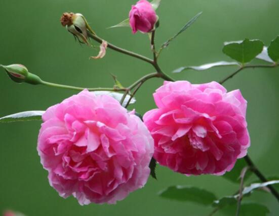 蔷薇花的修剪方法，一年可修剪两次（7-8月/花后12月）