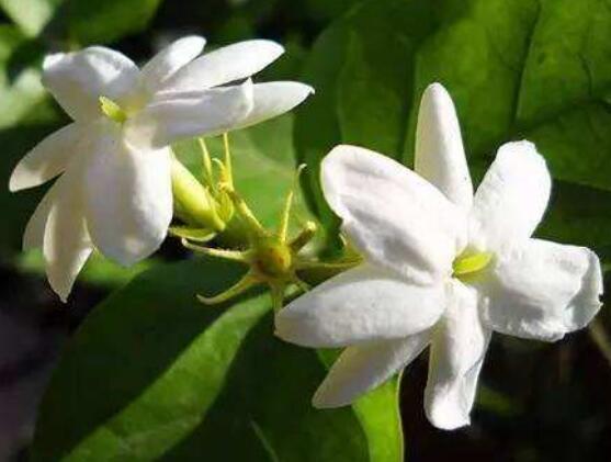茉莉花的常见品种，欣赏最好看的六大品种