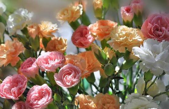 康乃馨各色花语及象征意义，表达对母亲深深的爱