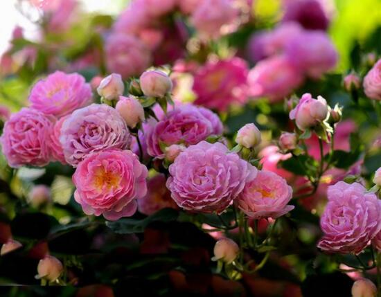 蔷薇花种子种植方法，老农总结最简单实用五种要点