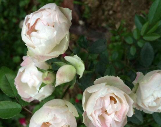 蔷薇花的花语是什么，代表着一种思念的爱/不同颜色不同花语