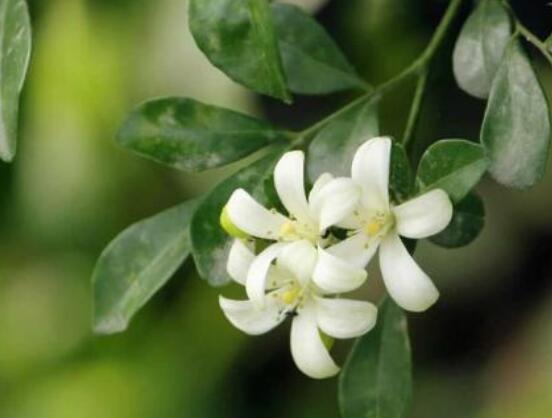 九里香每年开多少次花，一年独开一次花(花期4-8月)