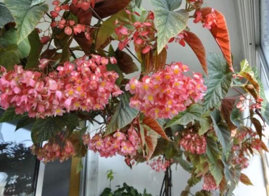 盆栽海棠花的种类，盘点最令人赏心悦目六大种类