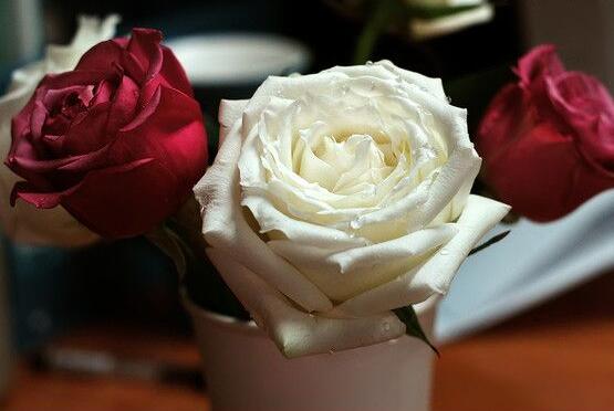 玫瑰花种类有哪些，欣赏最好看的五大品种(寓意深刻)