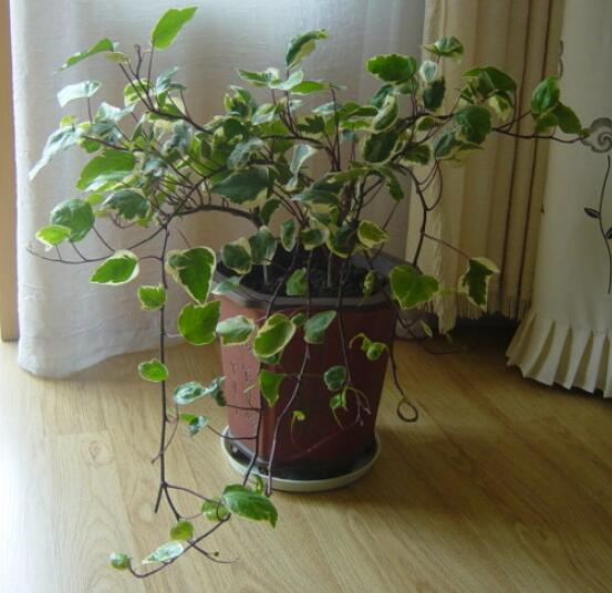 盆栽常春藤怎么爆盆，教你五点养护措施盆盆枝繁叶茂
