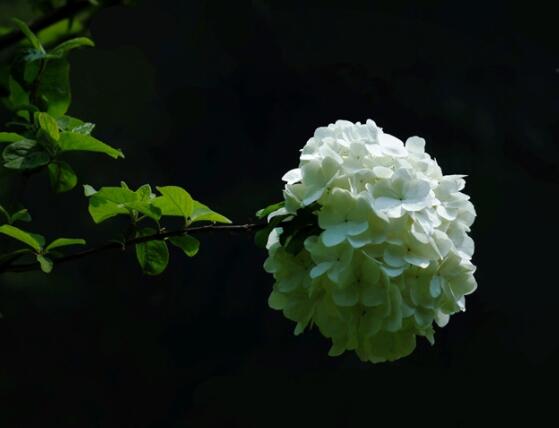 绣球花几月份开花，每年6-8月间盛放(独开一次)