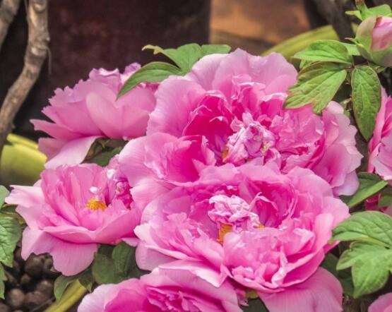 家庭盆栽牡丹花怎么养护，老农总结六个要点促进花大色艳