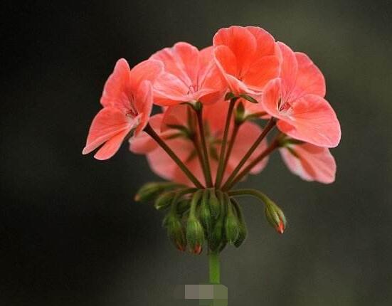 天竺葵哪个品种最勤花，香叶天竺葵排行榜第一