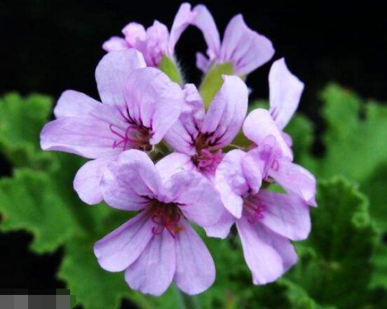 天竺葵哪个品种最勤花，香叶天竺葵排行榜第一