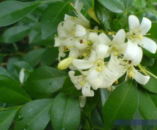 九里香盆栽的功效与作用，制作香精、活血化瘀