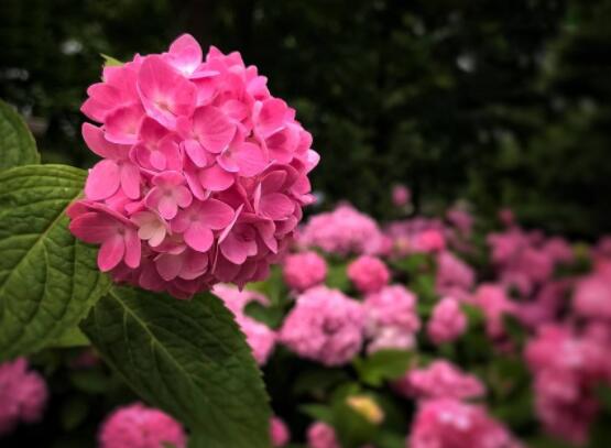 粉色绣球花花语，代表着美好回忆、期待爱情