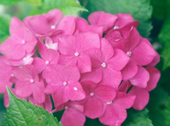 粉色绣球花花语，代表着美好回忆、期待爱情