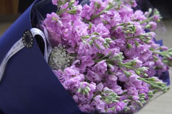 紫罗兰鲜切花能养几天