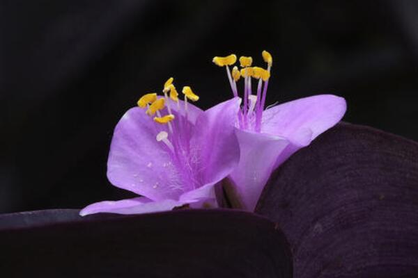 紫罗兰鲜切花能养几天