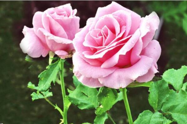 粉玫瑰花语19朵