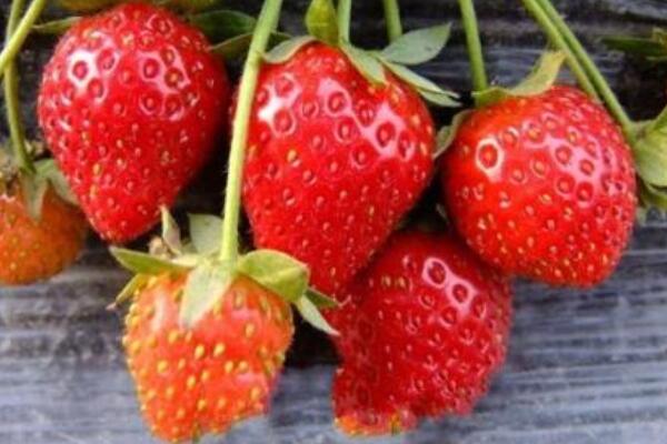 草莓的形状