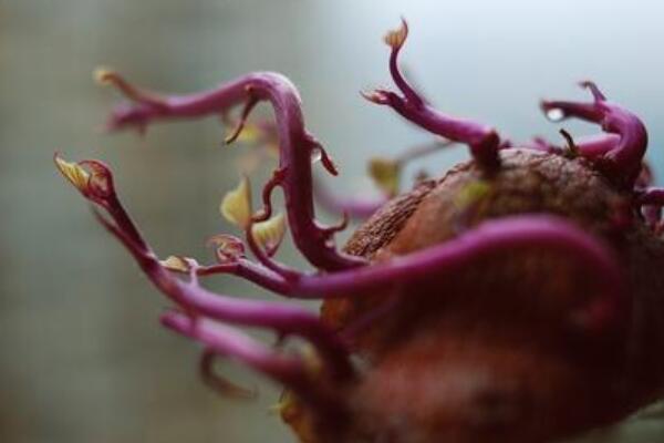 紫薯发芽了能种吗