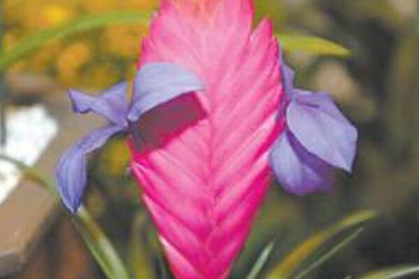 紫花凤梨怎样浇水