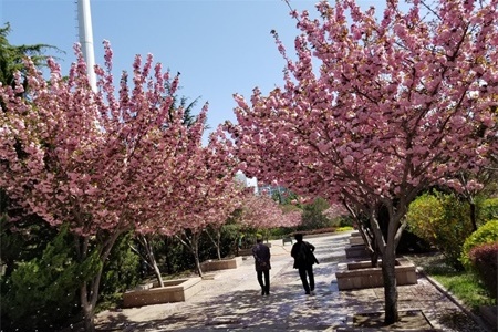 武汉适合养什么花，市花和市树是什么