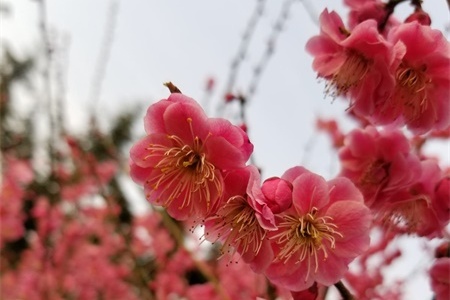 南京适合养什么花，市花和市树是什么
