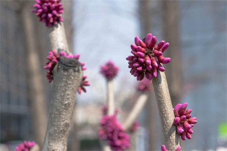 柳州适合养什么花，市花和市树是什么