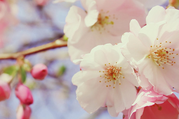 日本樱花满开时间