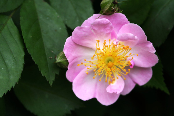 蔷薇花水培方法和注意事项