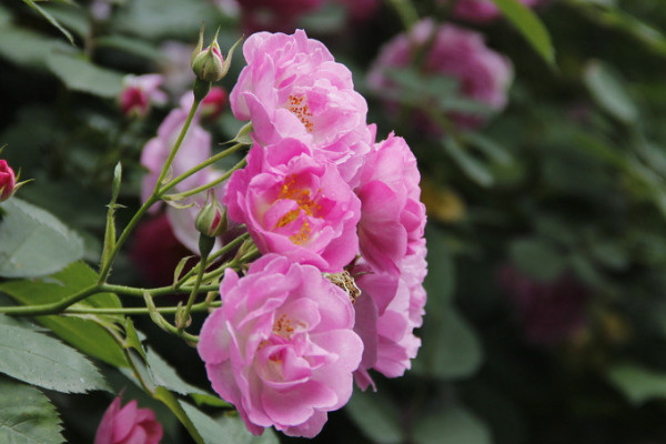 水养蔷薇花的养殖方法