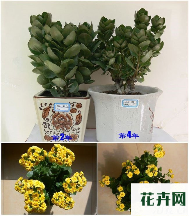 长寿花打顶与摘心(图解)