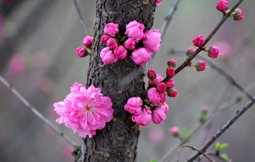 榆叶梅花语：春光明媚、花团锦簇和欣欣向荣