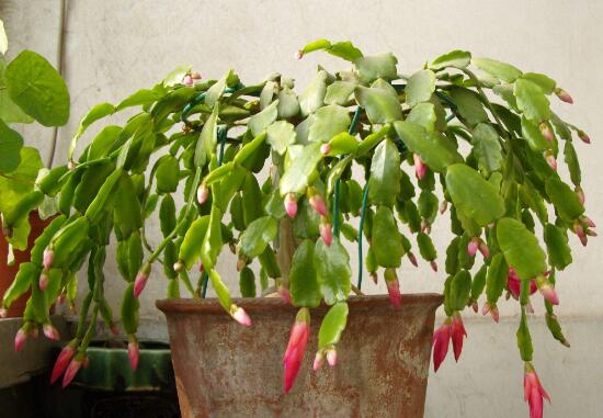 蟹爪兰对人有什么好处,蟹爪兰的功效与作用