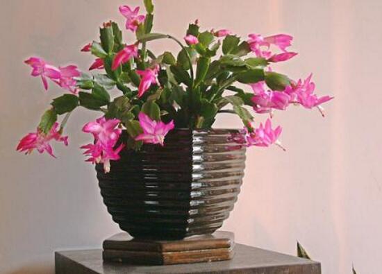 蟹爪兰对人有什么好处,蟹爪兰的功效与作用