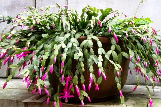 蟹爪兰对人有什么好处,蟹爪兰的功效与作用