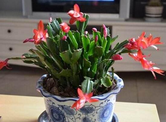 蟹爪兰对人有什么好处,蟹爪兰的功效与作用
