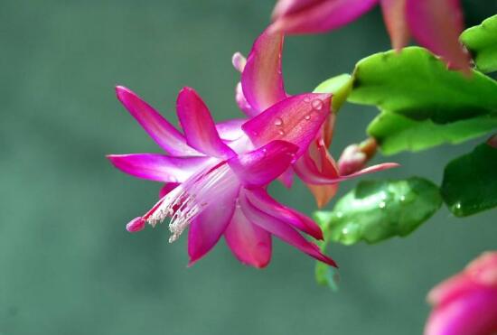 蟹爪兰对人有什么好处,蟹爪兰的功效与作用