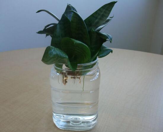 虎皮兰可以水培吗，虎皮兰水培生根方法