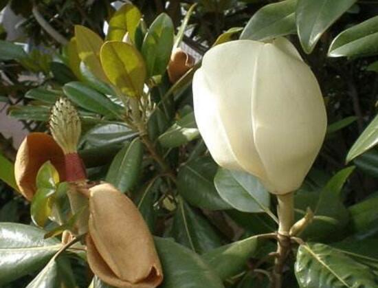 橡皮树的花语是什么，橡皮树开花的寓意