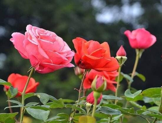 玫瑰花花期有多长时间，玫瑰花不开花怎么办