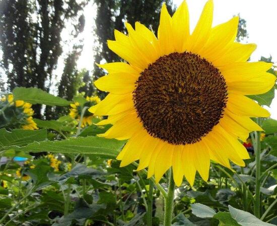 向日葵的特点是什么，向日葵为什么向着太阳