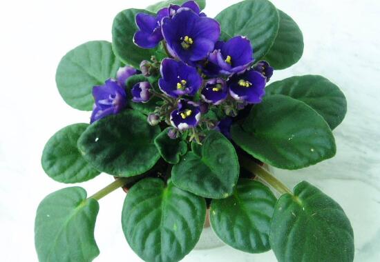 盆栽紫罗兰怎么养，紫罗兰的养殖方法