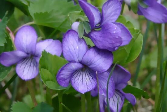 紫罗兰的花语是什么，送紫罗兰代表什么意思