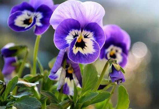 紫罗兰什么时候开花，紫罗兰不开花怎么回事