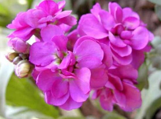 紫罗兰什么时候开花，紫罗兰不开花怎么回事