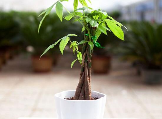发财树家中如何养护，盆栽发财树养护技巧