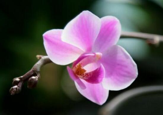 蝴蝶兰花期多长时间，蝴蝶兰的花期养护技巧