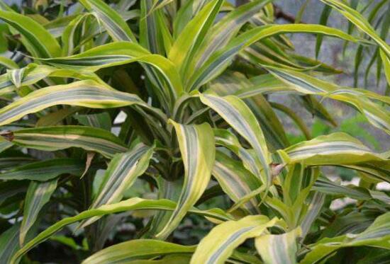 富贵竹的种类有哪些，盆栽富贵竹图片大全