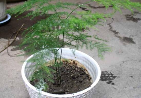 盆栽文竹好养吗，文竹的养殖方法和注意事项