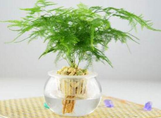 盆栽文竹好养吗，文竹的养殖方法和注意事项