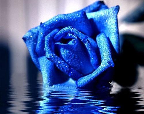 蓝色妖姬寓意是清纯的爱和敦厚善良的爱。